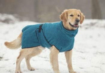 een prachtige hondenbadjas voor uw hond